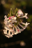 Viburnum x bodnantense 'Dawn' RCP2-2011 70.JPG